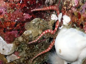 Daisy Brittle Star