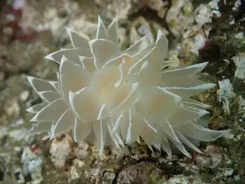 Alabaster Nudibranch