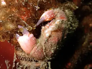 Pygmy Rock Crab