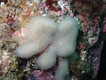 Lobed Compound Tunicate