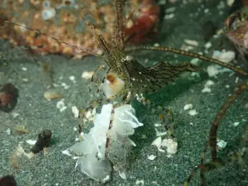 Coonstripe Shrimp