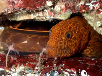Juvenile Wolf Eel