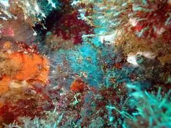 ectopleura media hydroid