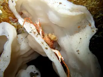 Longhorn Decorator Crab