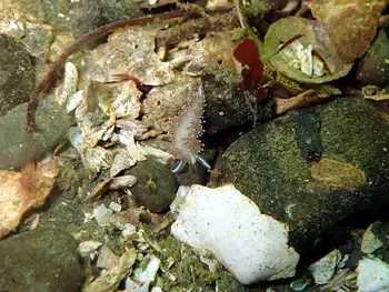 Red Gilled Nudibranch