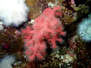 Red Soft Coral