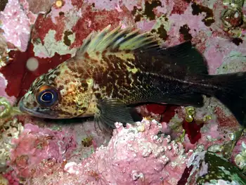 Rockfish