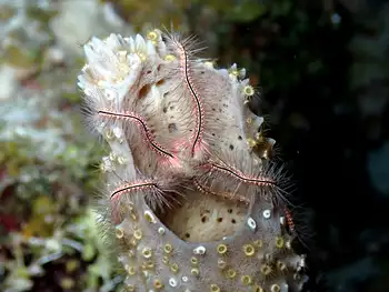Sponge Brittle Star