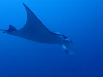 Reef Manta