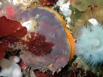 Rock Scallop
