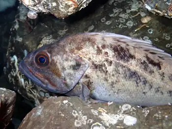 Brown Rockfish