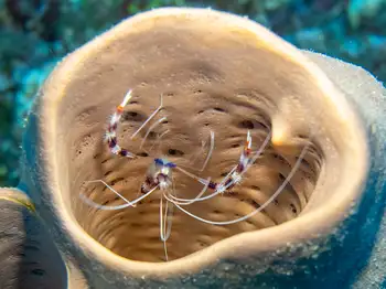 Banded Coral Shrimp
