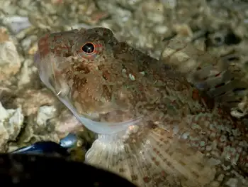 Sculpin