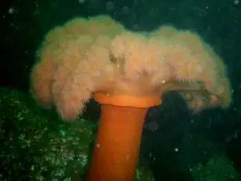 Metridium Anemone