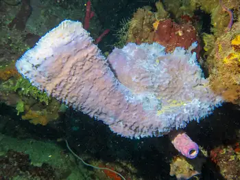 vase sponge