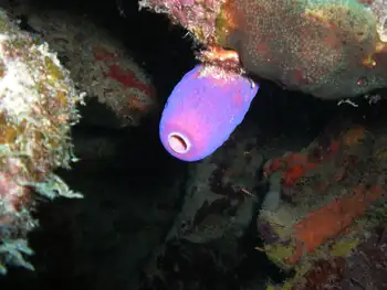 branching tube sponge