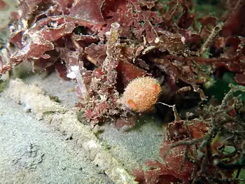 bristly tunicate