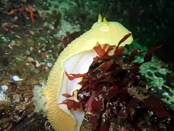 Noble Sea Lemon