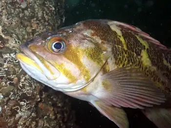 Copper Rockfish