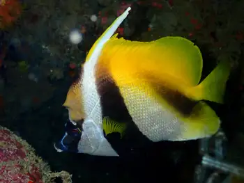 masked bannerfish