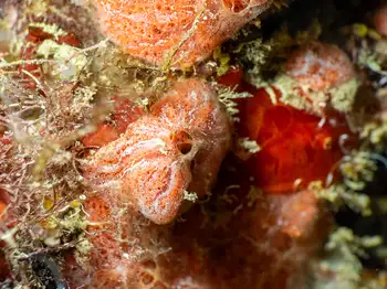 Encrusting Sponge