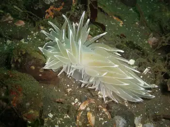 Alabaster Nudibranch