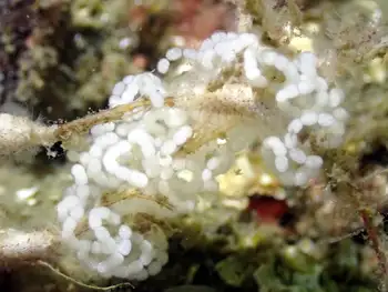 Eggs Nudibranch