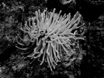 Giant Anemone