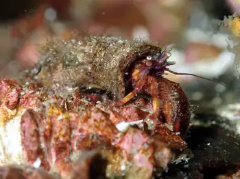 toothshell hermit crab