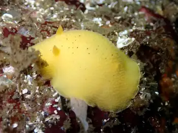 Heath's Dorid