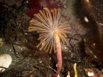 Feather Duster Worm