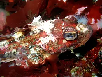 Red Irish Lord Sculpin