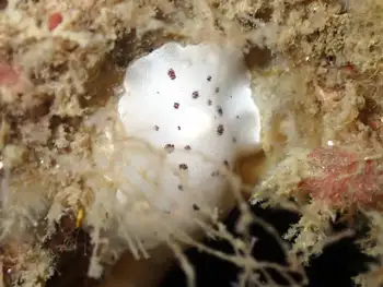 Leopard Nudibranch