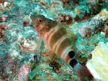 Fish