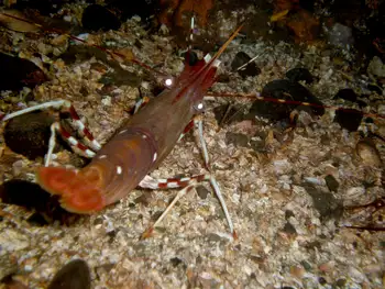 Pacific Prawn