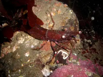 Pacific Prawn
