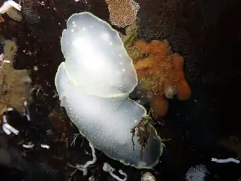 Yellow Margin Dorids