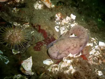 Slipskin Snailfish