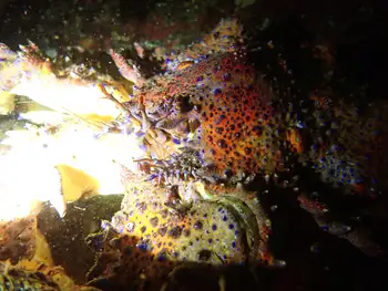 Puget Sound King Crab