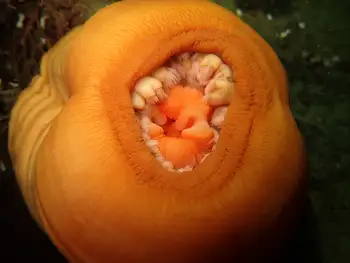 Metridium Anemone