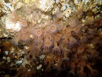 Orange Zoanthids