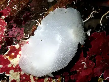 White Nudibranch
