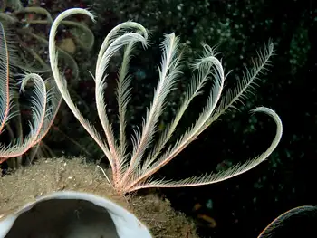 Northwest Feather Star