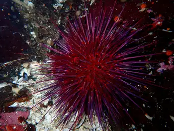 Red Sea Urchin