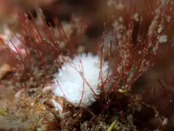 porcupine dorid