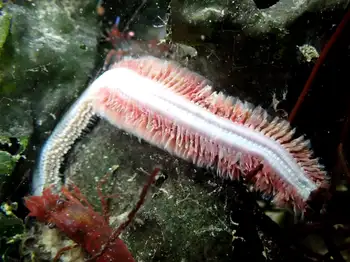 Worm