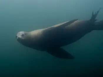 California Sea Lion
