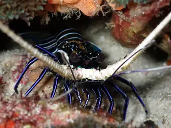 Painted Rock Lobster