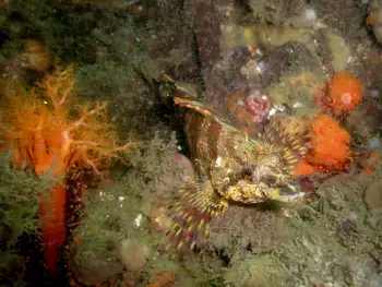 Red Sea Cucumber