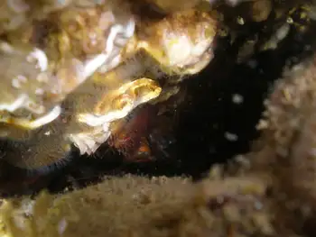 Porcelain Crab